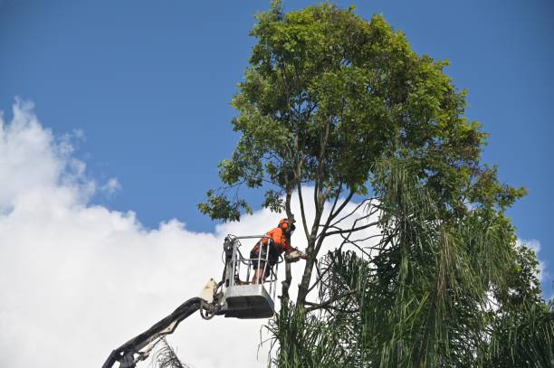 Best Tree Removal Service  in USA